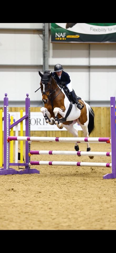 Equestrian Jobseeker Photo:
