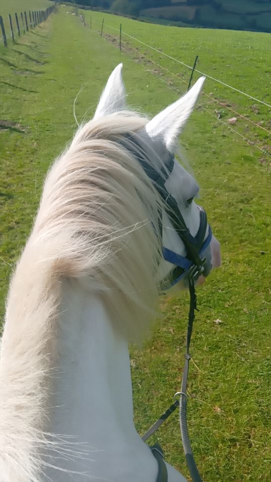 Equestrian Jobseeker Photo: