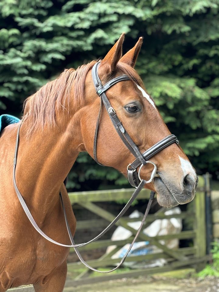 Equestrian Jobseeker Photo: