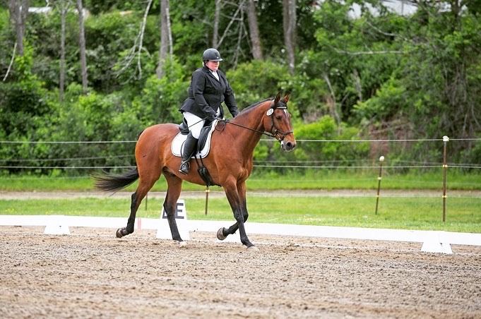 Equestrian Jobseeker Photo:
