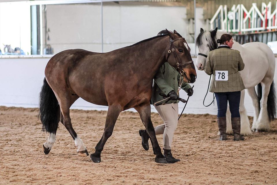 Equestrian Jobseeker Photo: