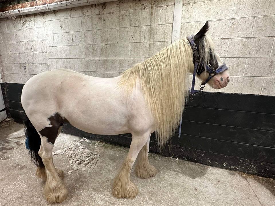 Equestrian Jobseeker Photo: