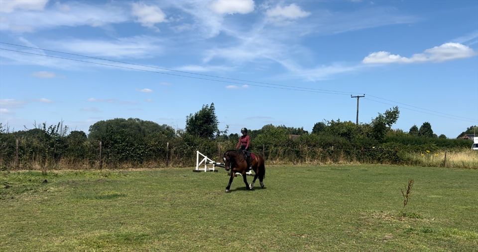Equestrian Jobseeker Photo: