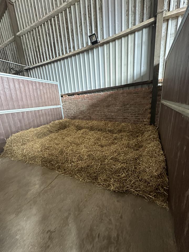 Equestrian Jobseeker Photo: