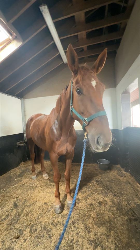 Equestrian Jobseeker Photo:
