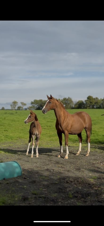 Equestrian Jobseeker Photo: