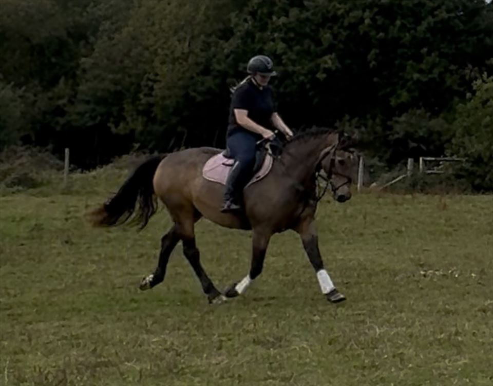 Equestrian Jobseeker Photo: