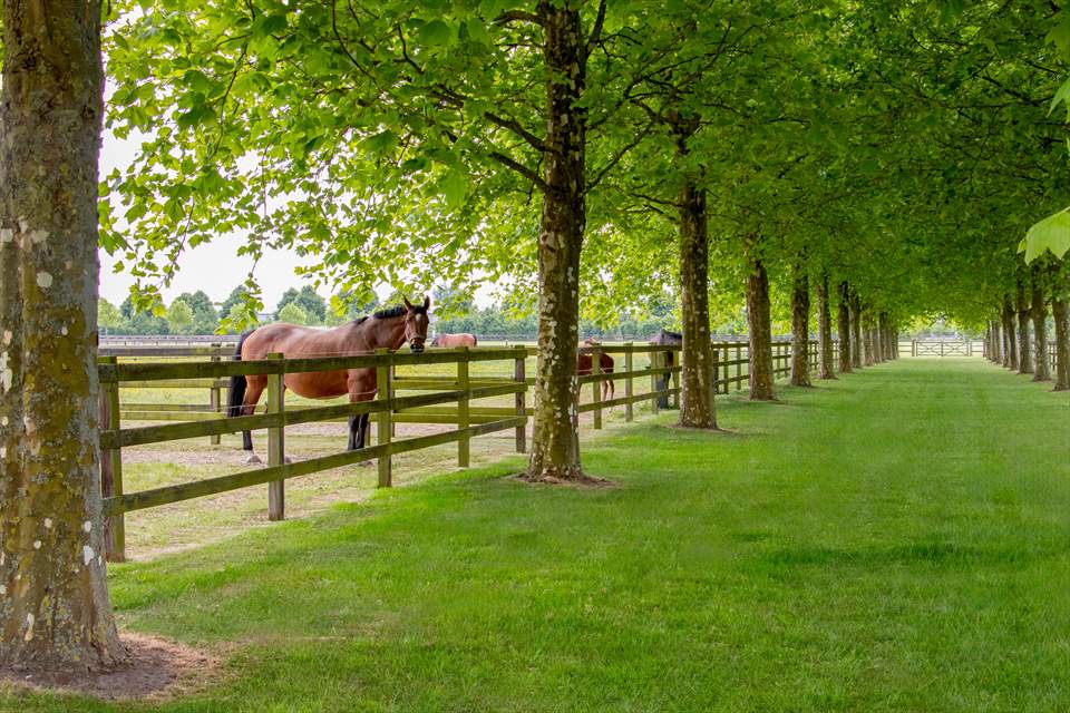 Equestrian Employer Photo: