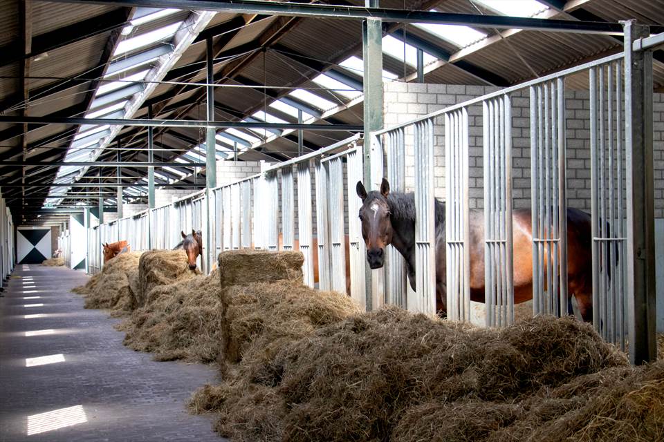 Equestrian Employer Photo: