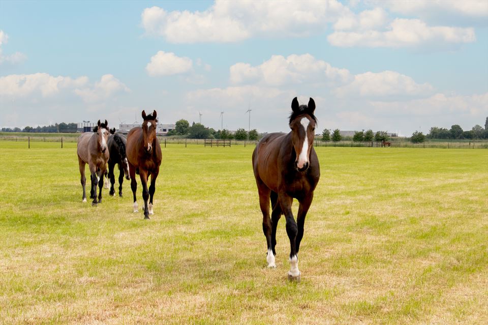 Equestrian Employer Photo: