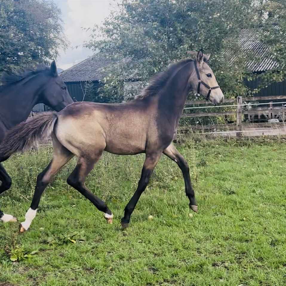 Equestrian Jobseeker Photo: