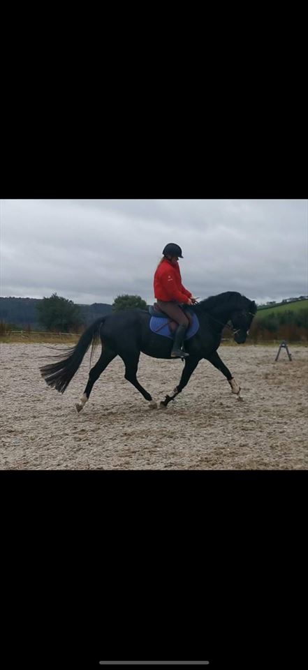 Equestrian Jobseeker Photo: