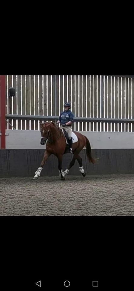 Equestrian Jobseeker Photo: