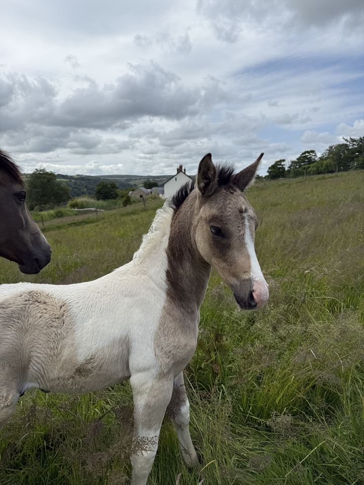 Equestrian Jobseeker Photo: