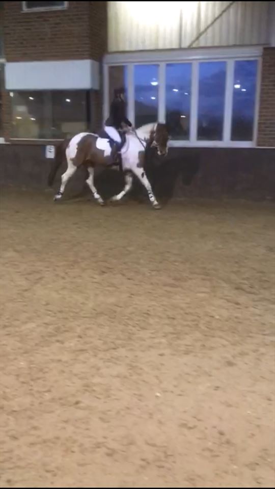 Equestrian Jobseeker Photo: