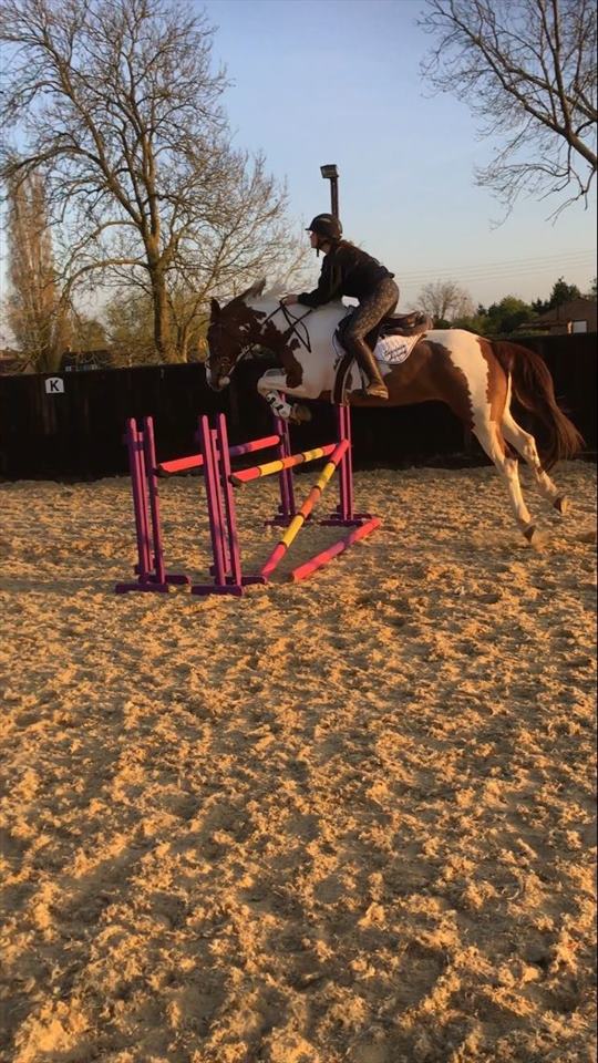 Equestrian Jobseeker Photo: