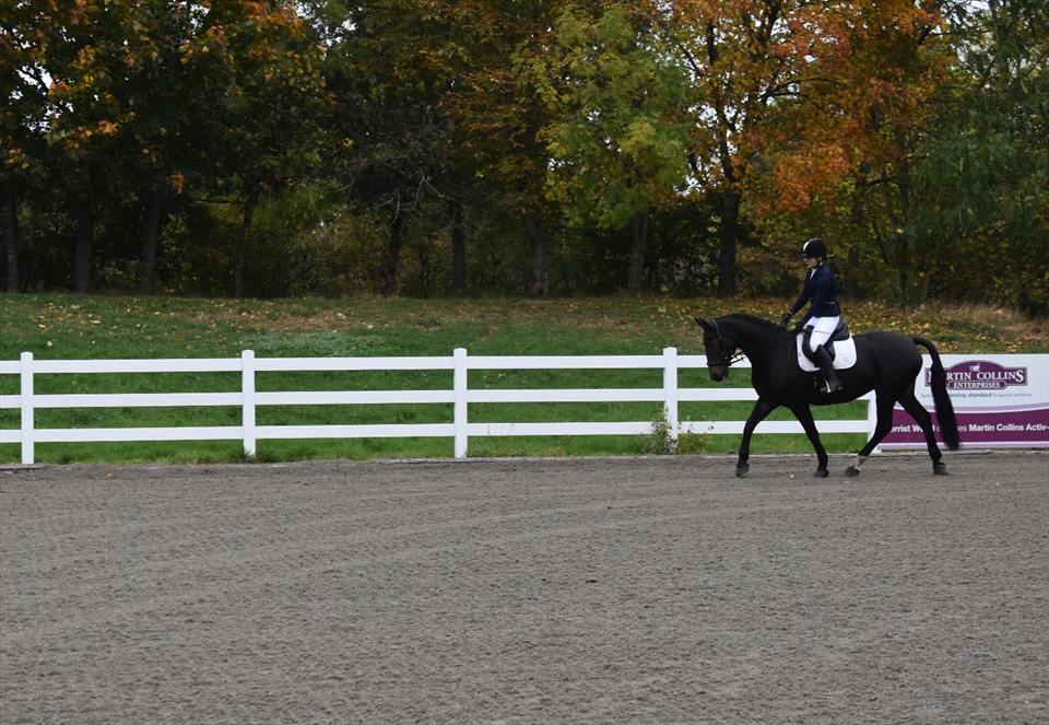 Equestrian Jobseeker Photo: