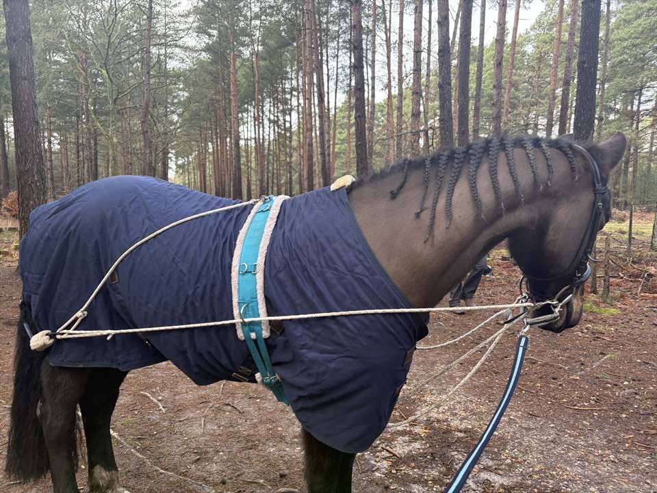 Equestrian Jobseeker Photo:
