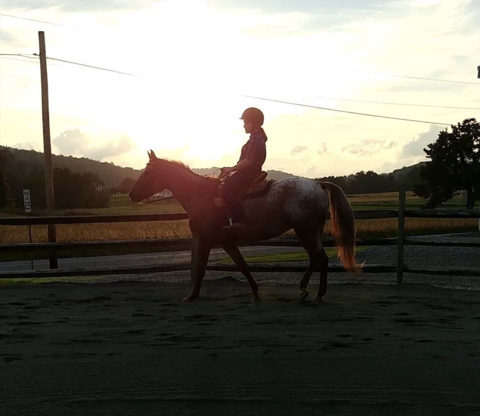 Equestrian Jobseeker Photo: