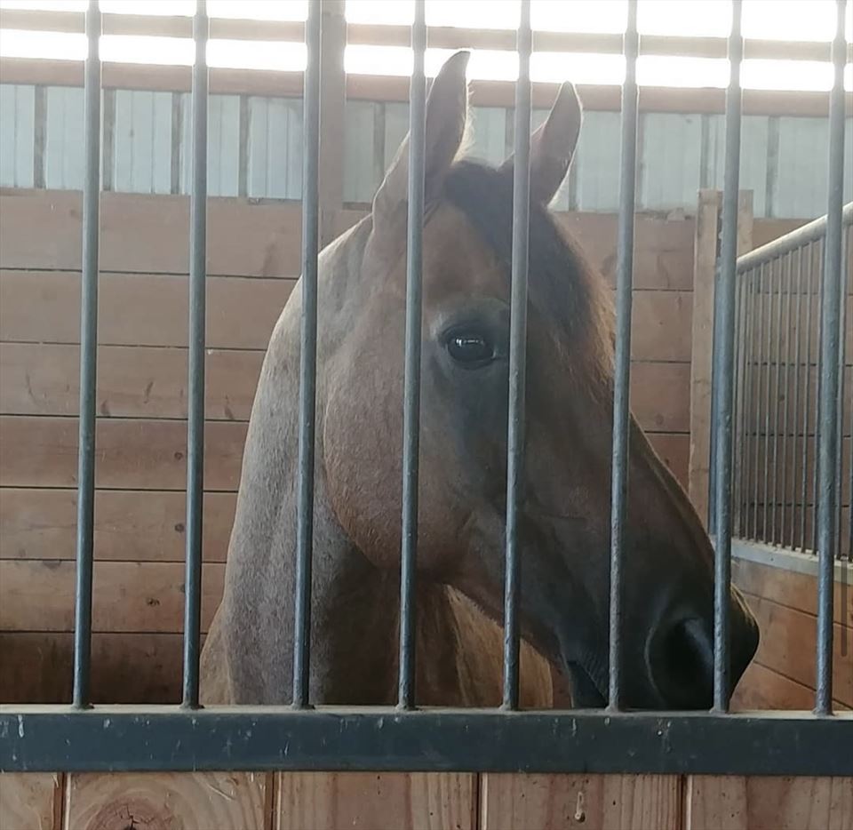 Equestrian Jobseeker Photo: