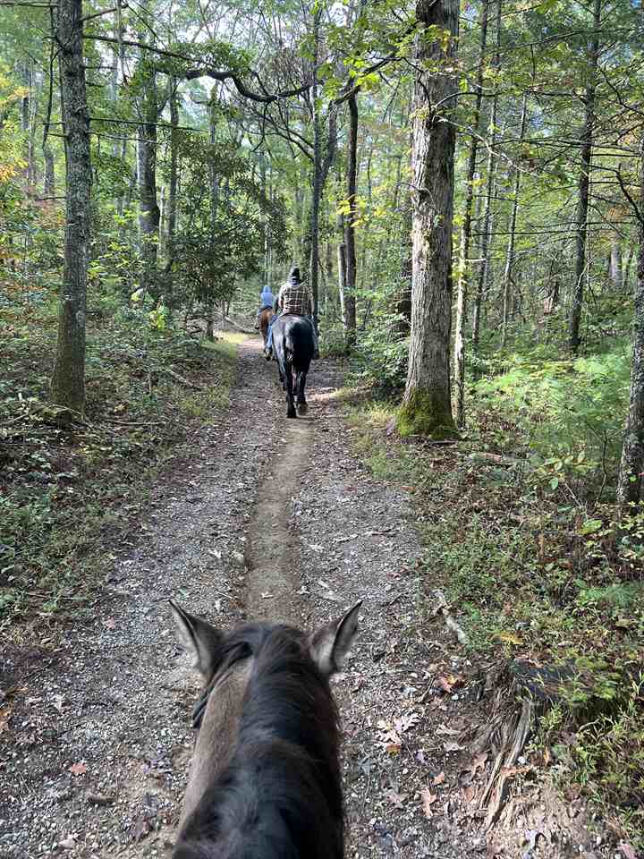 Equestrian Jobseeker Photo: