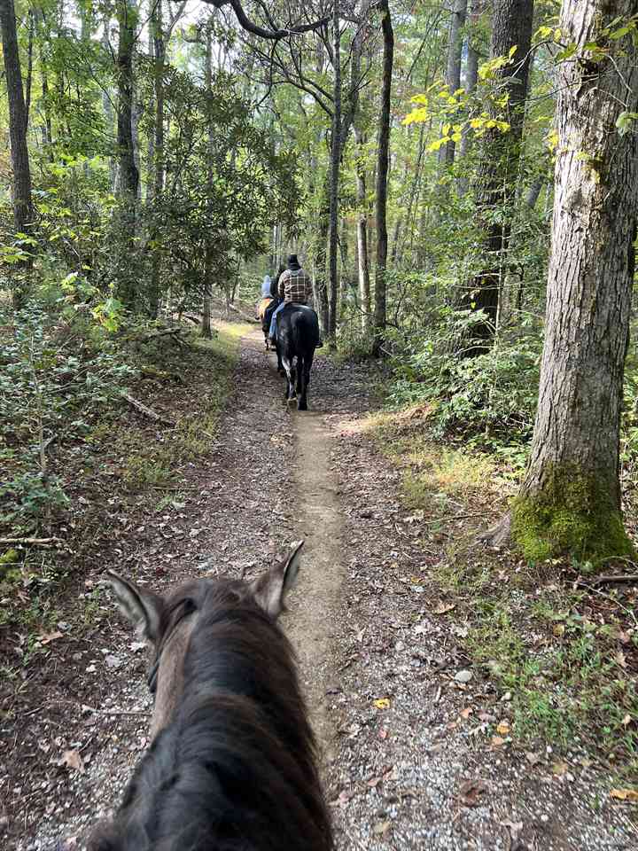 Equestrian Jobseeker Photo: