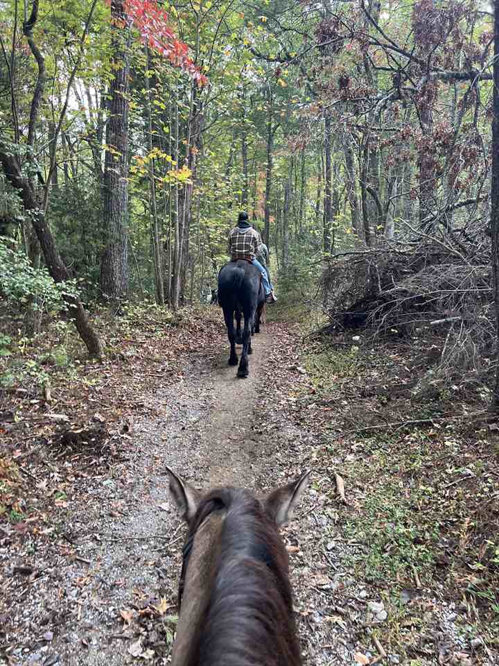 Equestrian Jobseeker Photo:
