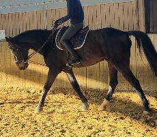 Equestrian Jobseeker Profile Photo