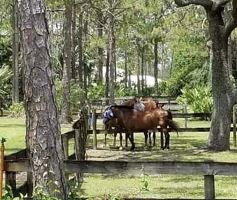 Equestrian Employer Profile Photo