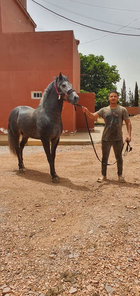 Equestrian Jobseeker Profile Photo