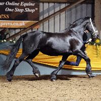 Equestrian Jobseeker Profile Photo