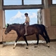 Equestrian Jobseeker Profile Photo