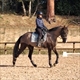 Equestrian Jobseeker Profile Photo