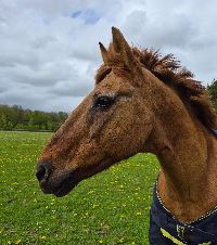 Equestrian Jobseeker Profile Photo