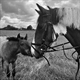 Equestrian Jobseeker Profile Photo