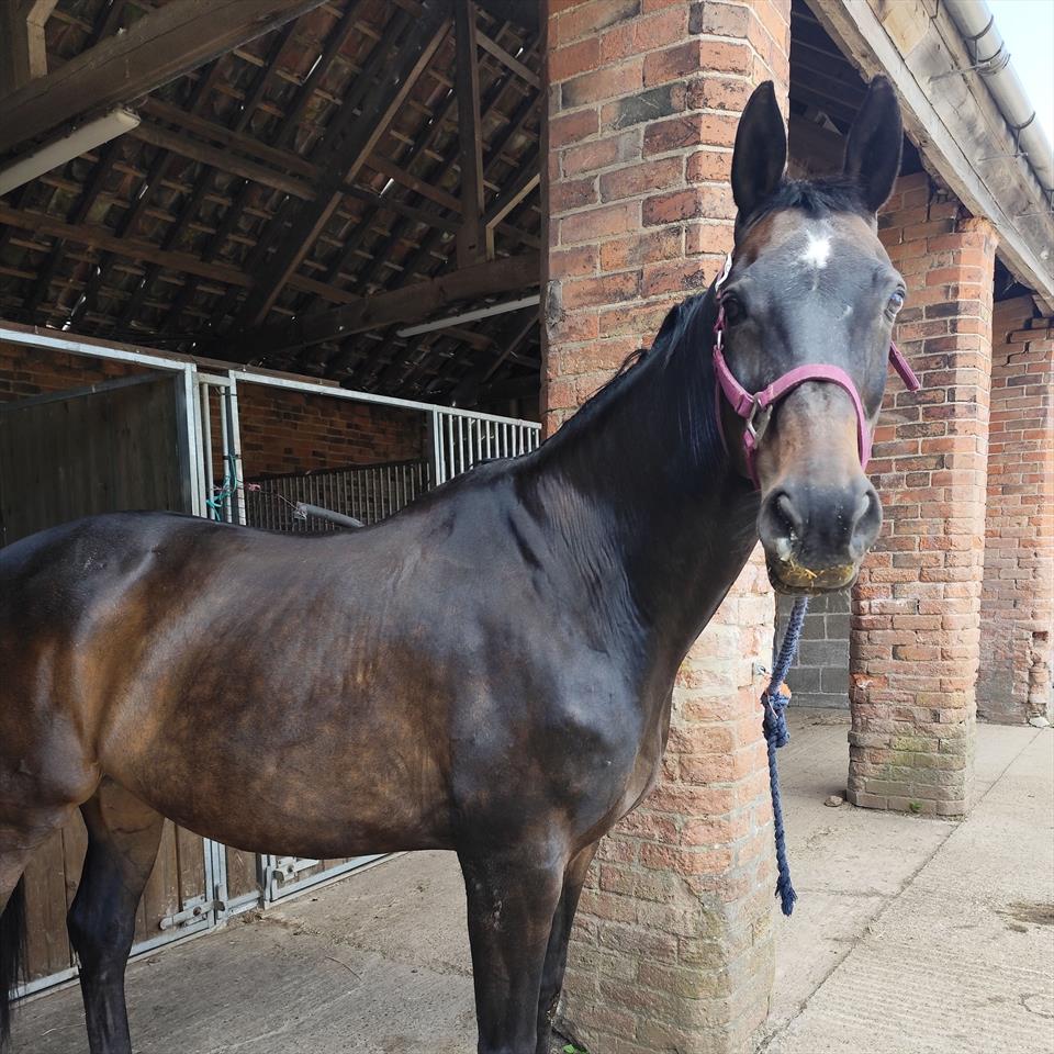Equestrian Jobseeker Profile Photo