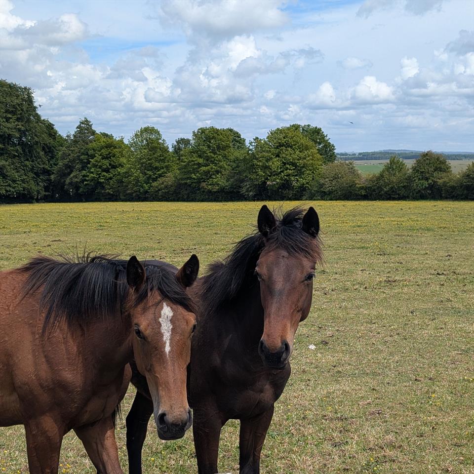 Equestrian Jobseeker Profile Photo