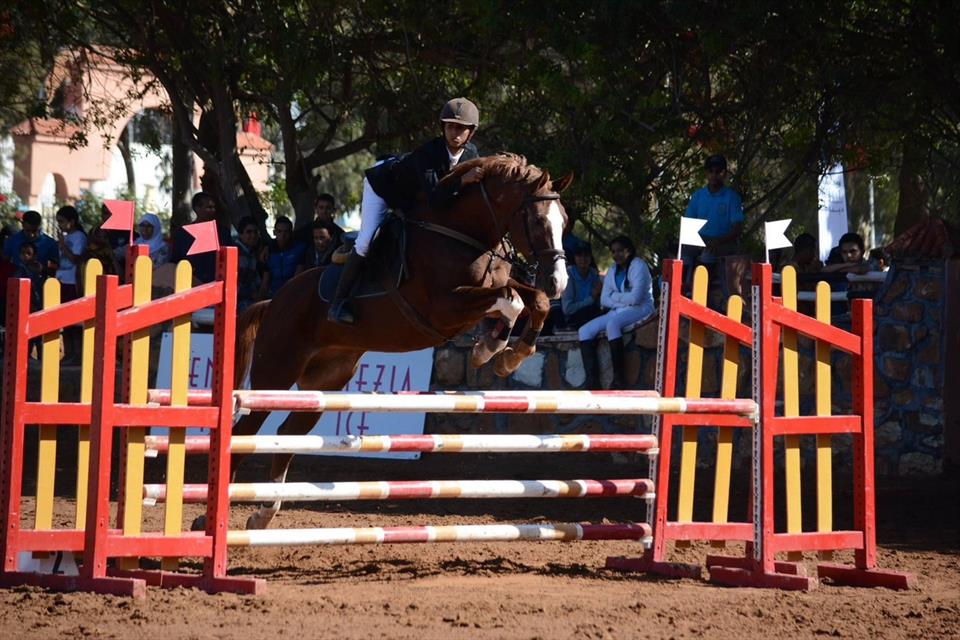 Equestrian Jobseeker Profile Photo