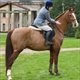 Equestrian Jobseeker Profile Photo