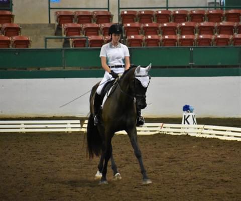 Equestrian Jobseeker Profile Photo