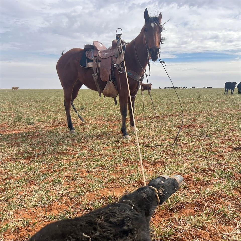 Equestrian Jobseeker Profile Photo