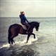 Equestrian Jobseeker Profile Photo
