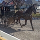 Equestrian Jobseeker Profile Photo